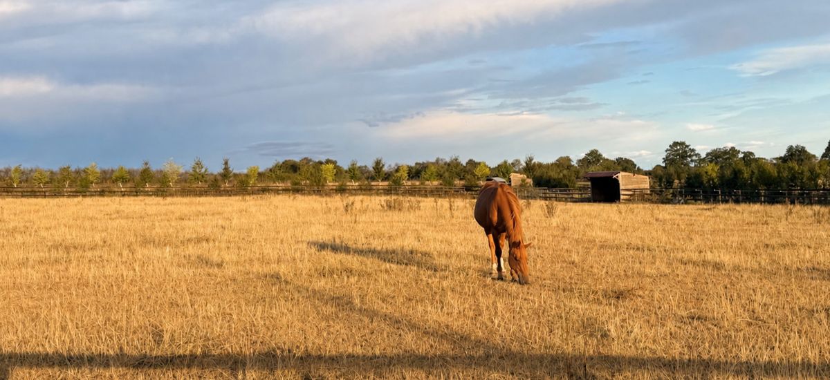Impact de la sécheresse 2026 sur la filière équine normande : anticiper le manque de fourrage