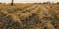 Fonds de réarmement agricole. Plan CASI (canicule, sécheresse, incendie)