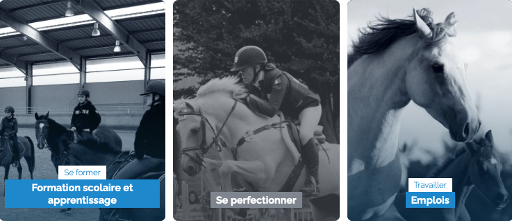 Orientation, formation et emploi : la boîte à outils de la filière équine est en ligne !