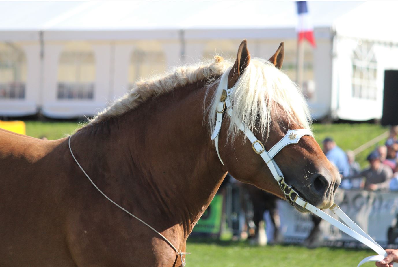 Vente aux enchères de chevaux comtois