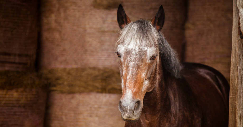 Cheval âgé : Les bonnes pratiques et à quels coûts ?