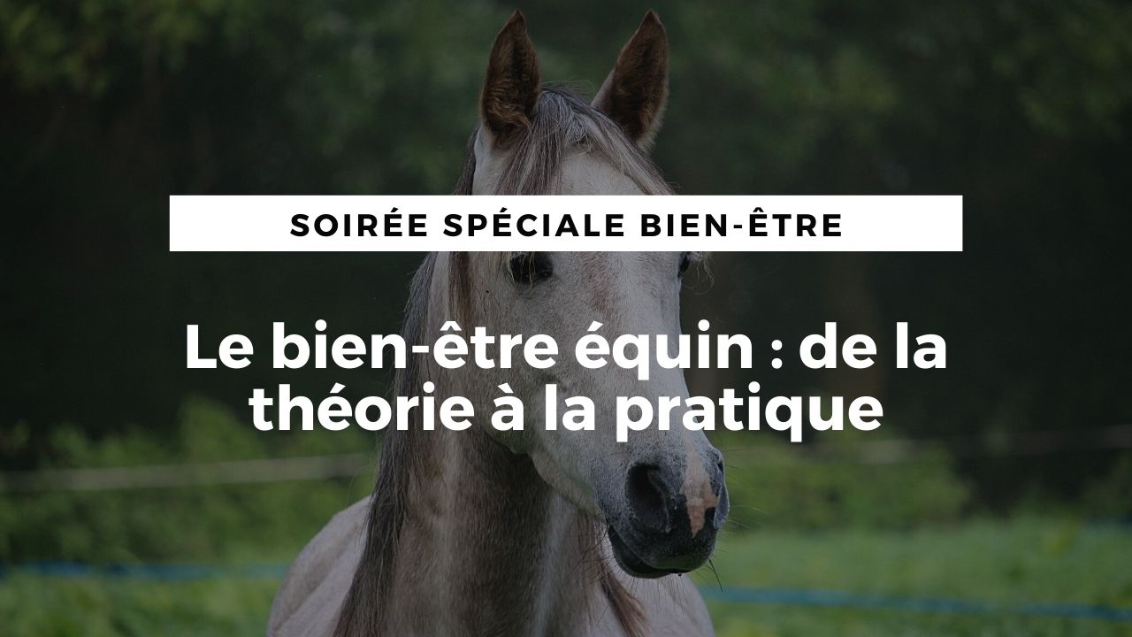 LIVE : le bien-être équin, de la théorie à la pratique