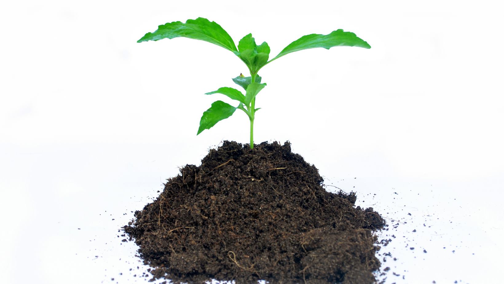 webinaire : valorisation du fumier