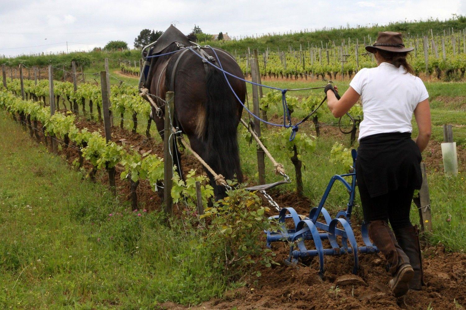 CONFERENCE : Le cheval dans la Vigne"