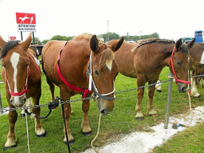 Foire aux poulains de Plaintel