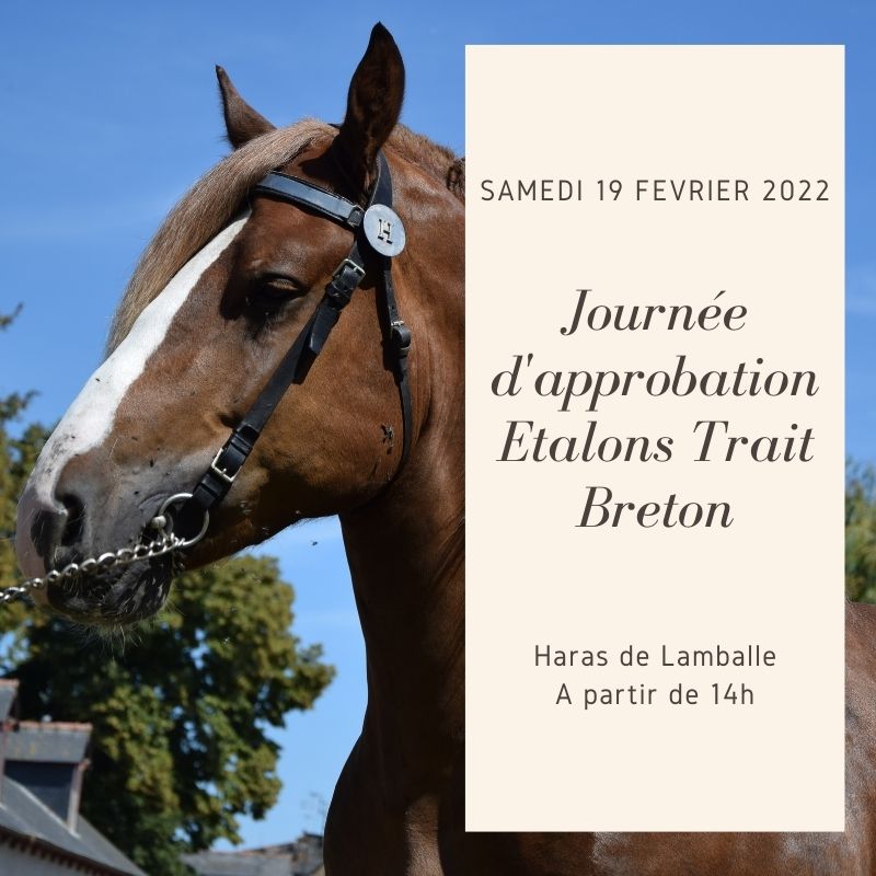 Approbations étalons Trait Breton - Haras de Lamballe