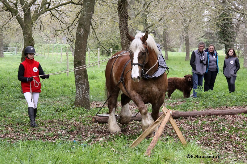 Le Challenge Equi-Trait Jeunes - Haras de Lamballe