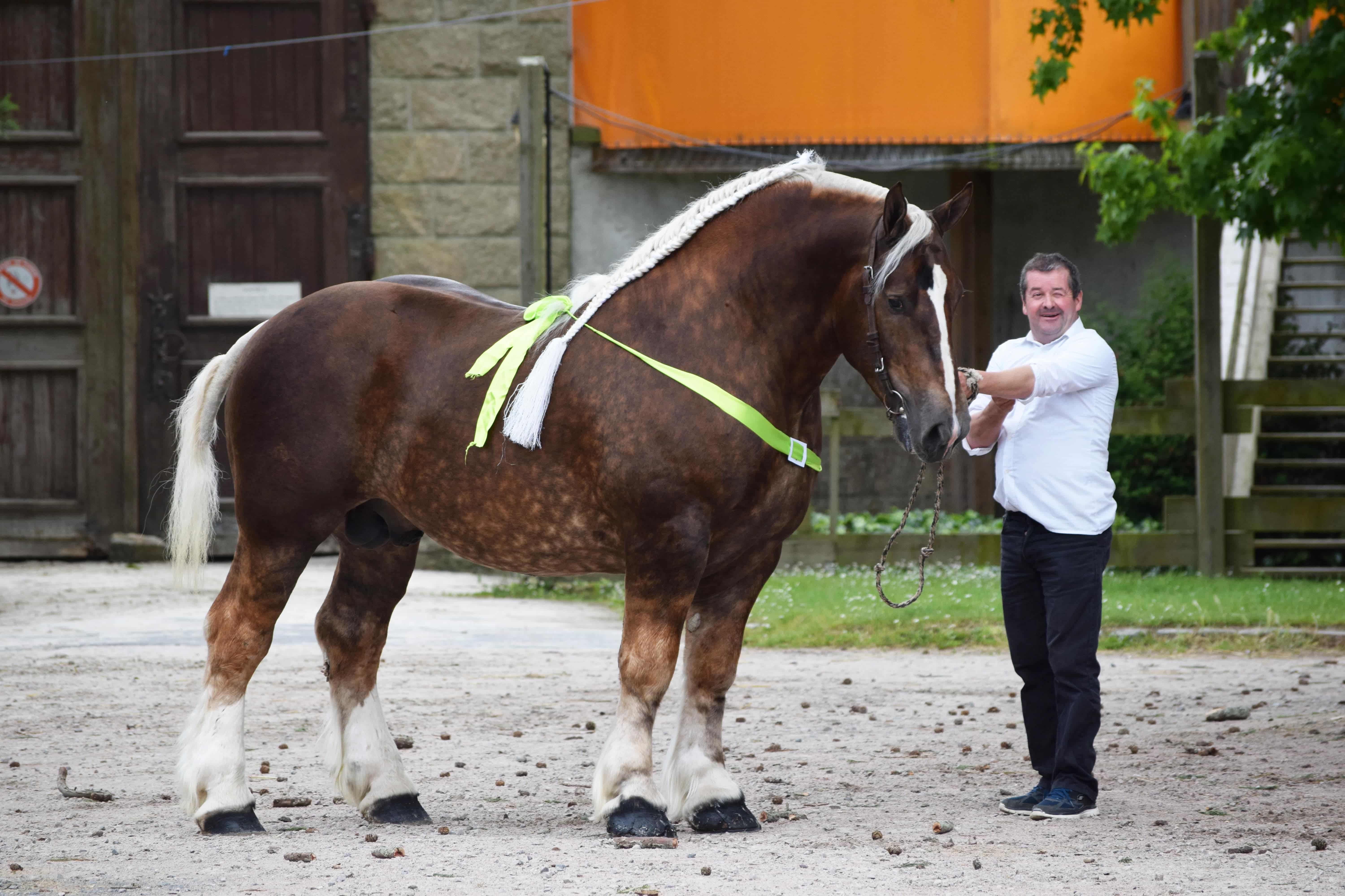 concours modèles et allures chevaux bretons
