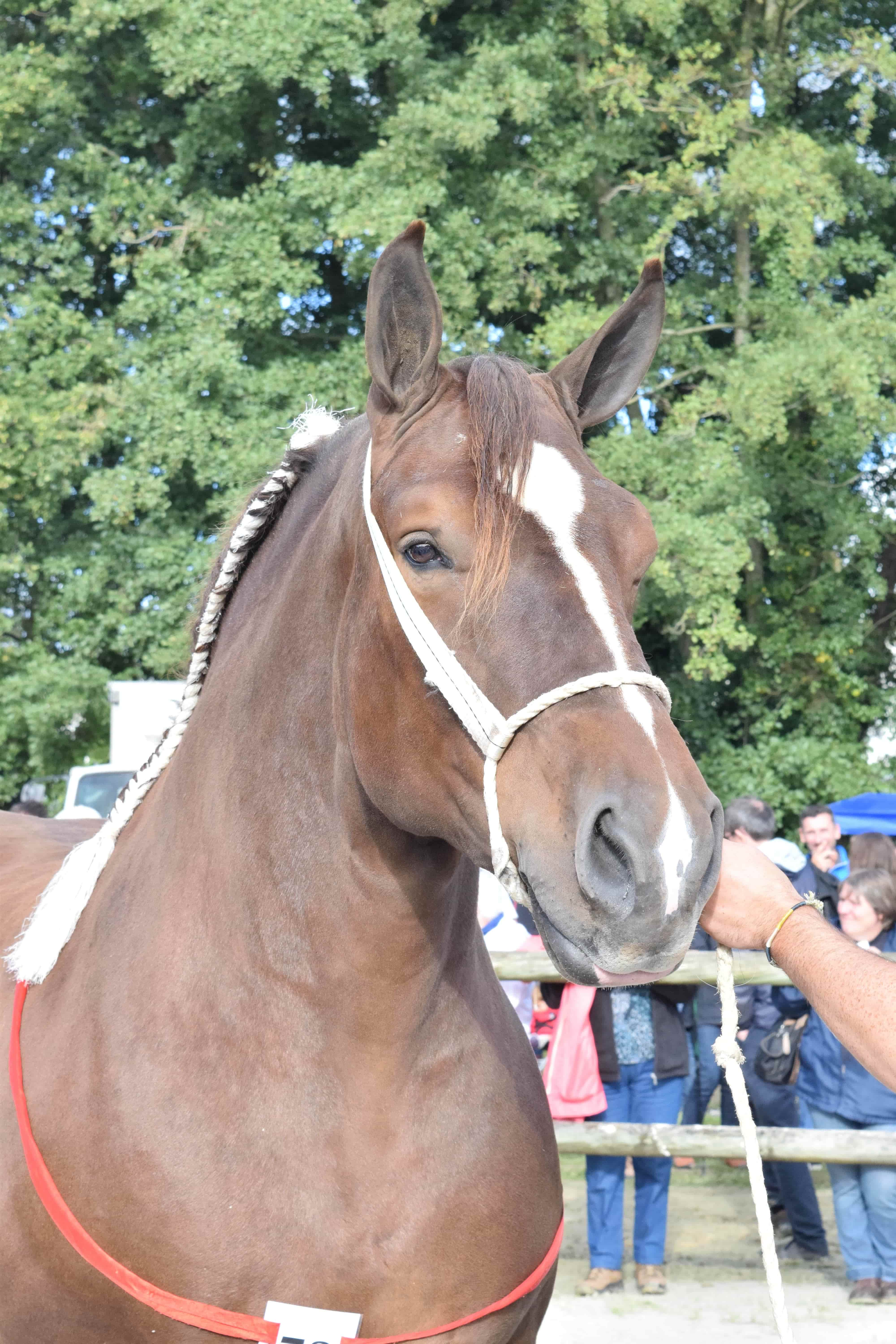 concours départemental cheval breton