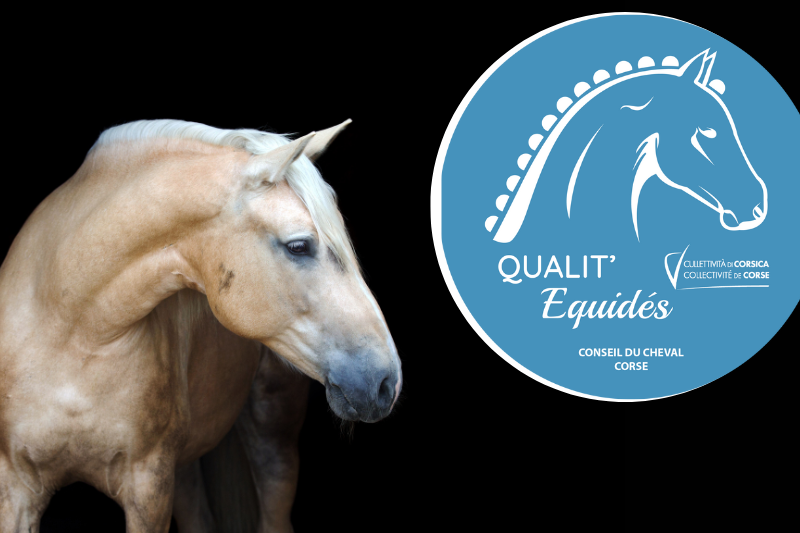 Formation Label Qualit'Equidés à Biguglia