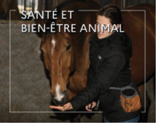 WEBconférence : Cheval : osez une méthode qui récompense