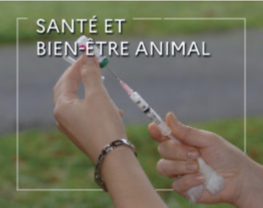 WEBconférence : Rhinopneumonie : on vous dit tout sur cette maladie