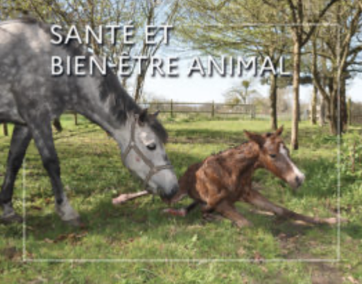WEBconférence : Transmission de la piroplasmose au poulain
