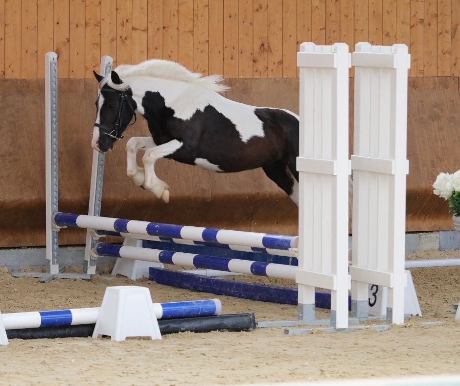 Semaine de préparation pour la Vente de Poneys et Chevaux d'Instruction, de Sport et de Loisirs