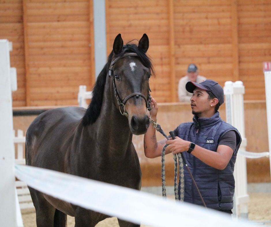 Clôture des inscriptions pour la semaine de préparation de la Vente de Poneys et Chevaux d'Instruction, de Sport et de Loisirs