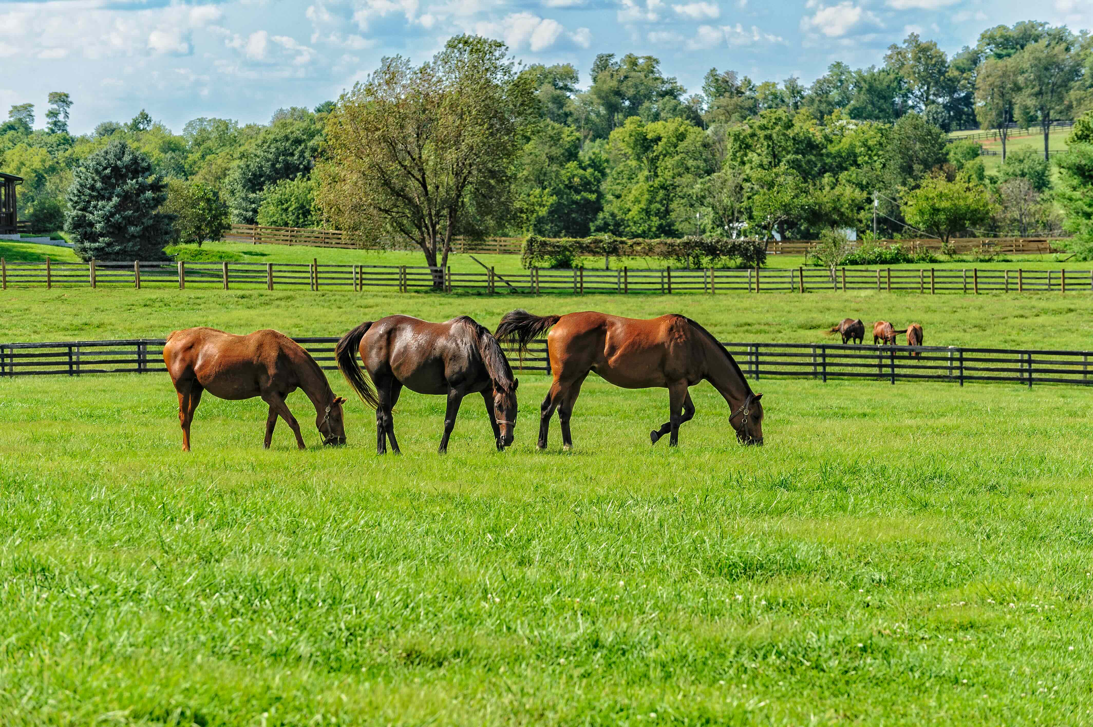 cheval pré