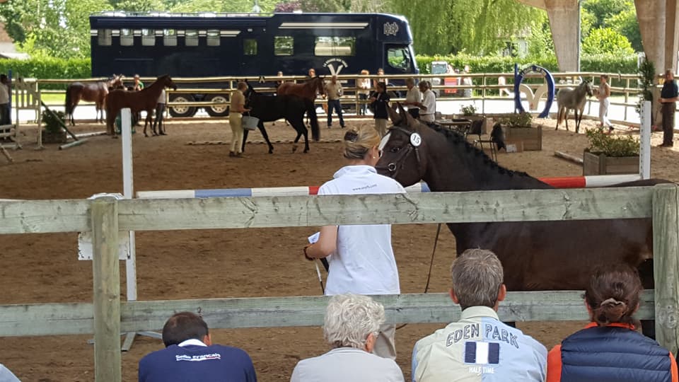 Concours modèle et allures 2 et 3 ans sport  à Tour en Sologne