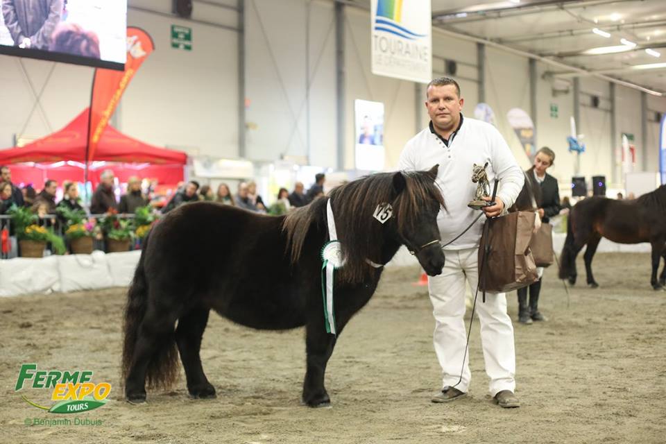 Concours inter race poneys Ferme Expo Tours