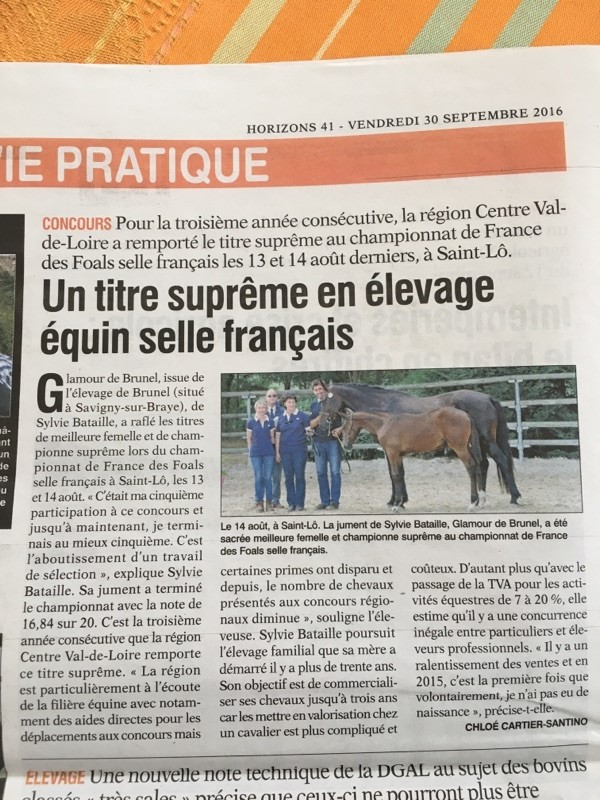 Glamour de Brunel : foal SF champion suprême à St Lô