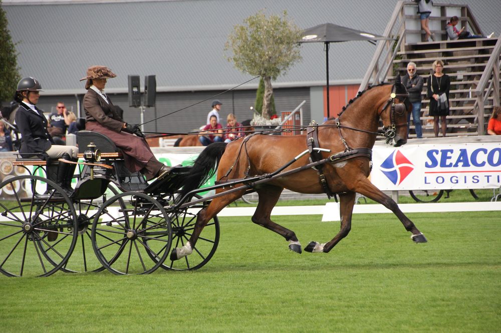 Marion Vignaud et First Quality sacrés champions de France d'attelage