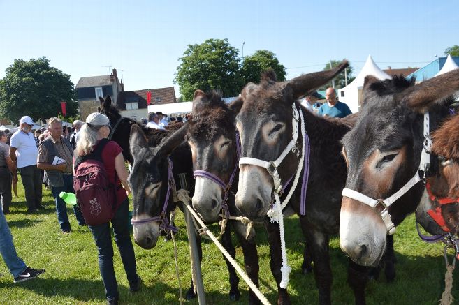 La foire aux ânes de Lignières aura bien lieu...