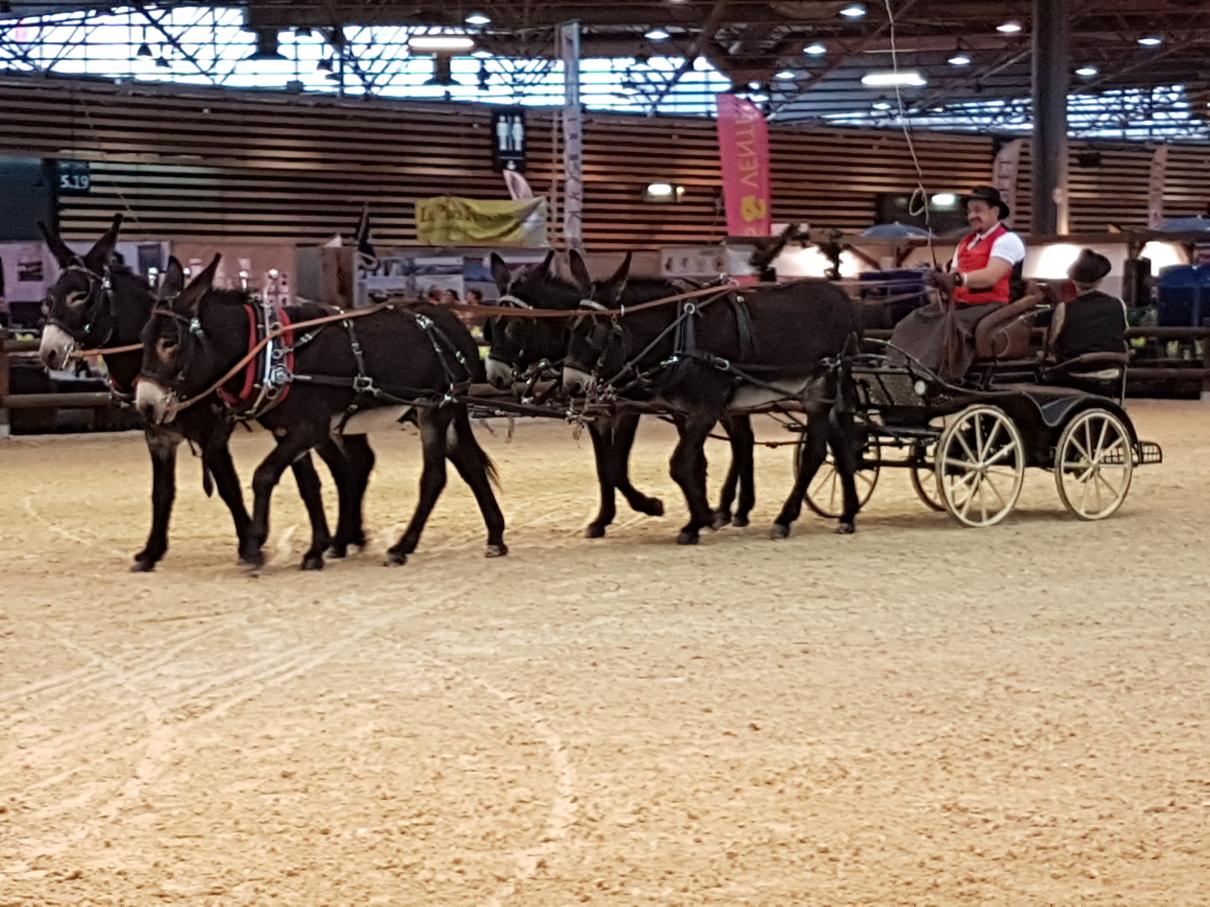 L'âne Grand Noir du Berry, les Equitraits et le concours de jugement des jeunes au Salon international de l'agriculture de Paris du 25 février au 4 mars