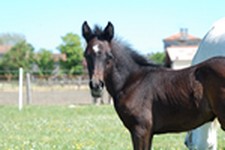 Données filière équine