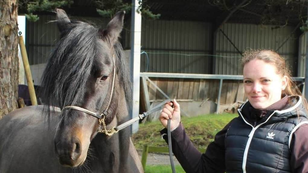 Le Haras de Méziéres en Brenne reprend son activité