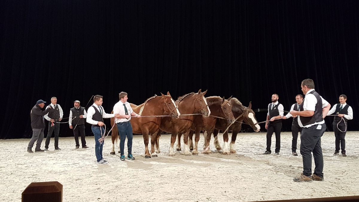 La filière équine ligérienne au Salon du cheval d'Angers