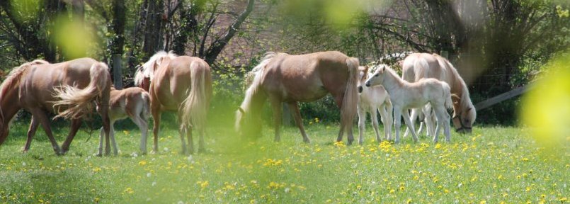 Le haras des Haflinger produit du lait de jument bio