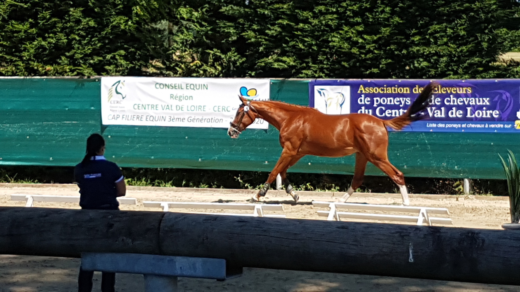 Concours Modèle et Allures 3 ans le 8 juin à Lamotte Beuvron