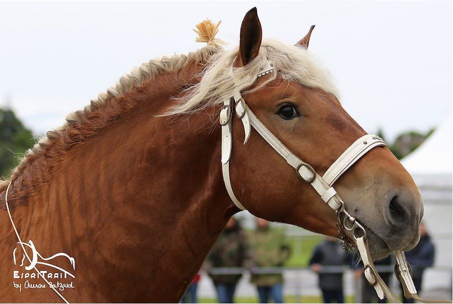 L'Association Nationale du Cheval de Trait Comtois agrée en tant qu'Organisme de Sélection