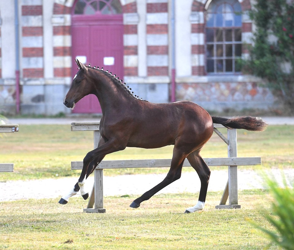 Encore un champion pour la région Centre Val de Loire à la finale foals de St Lô