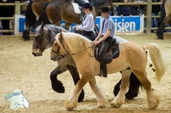 Les Races Mulassières au salon 2017