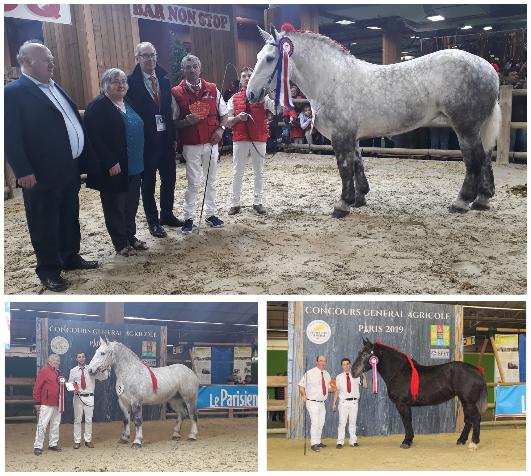 Trois pouliches percheronnes mayennaises sur le podium du Concours général agricole