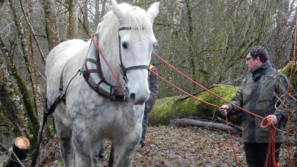 Débardage à cheval sur les bords de l'Indrois