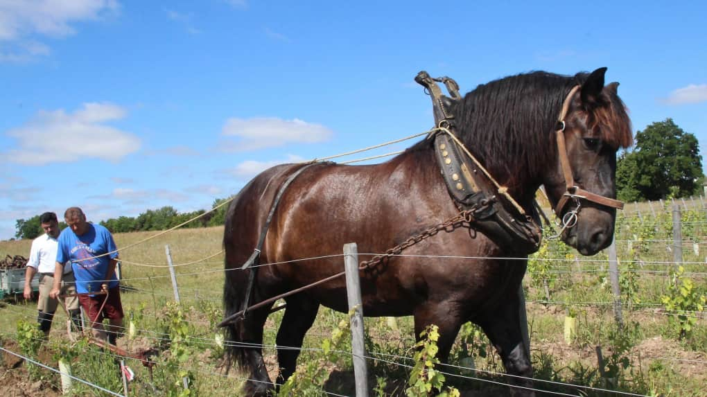 La Vigne et le Cheval