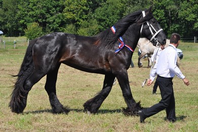 Races Mulassières au salon !!