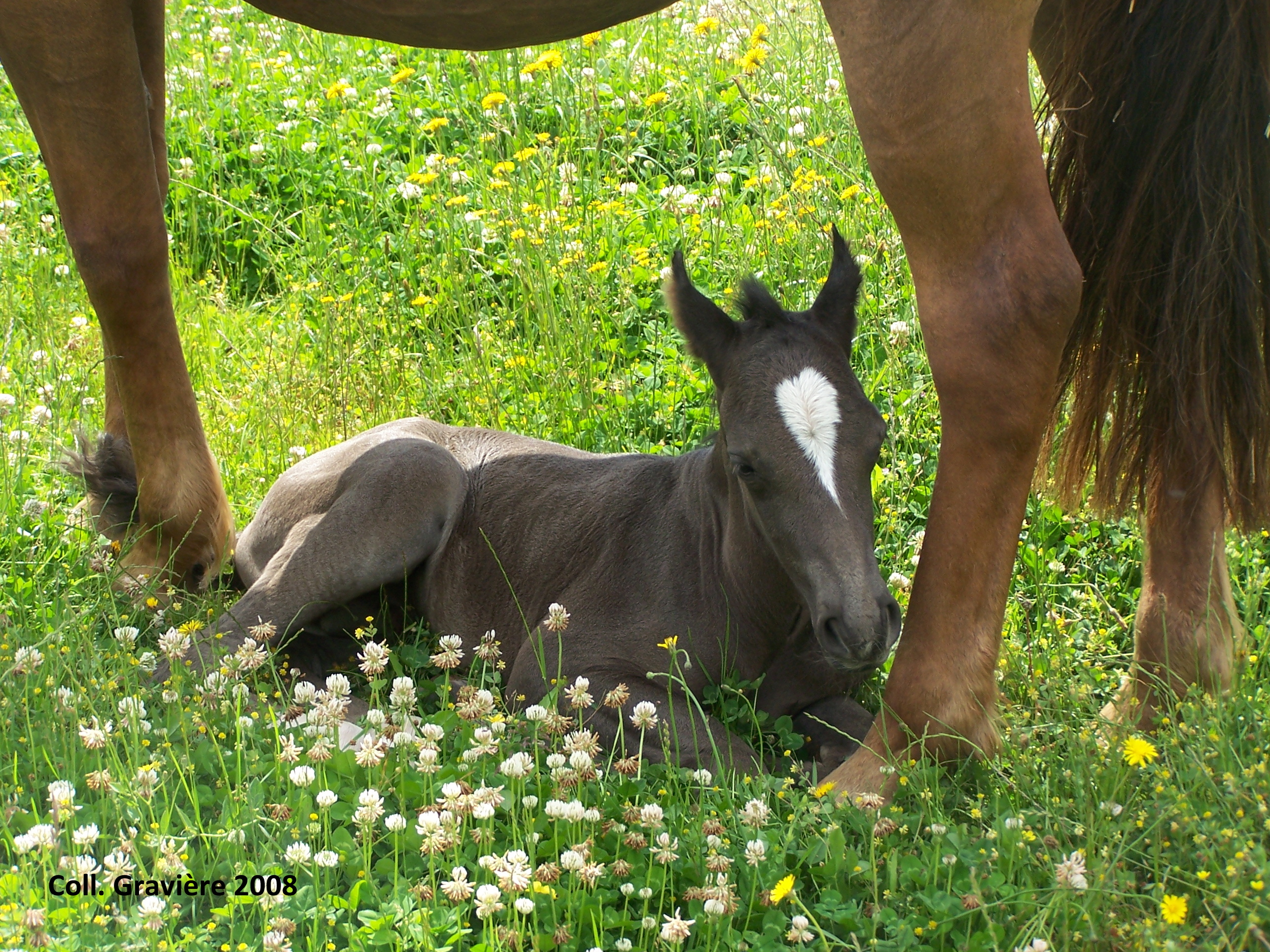 Equi-pâture Newsletter - Juillet 2017