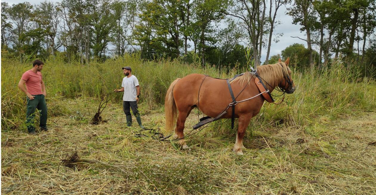 Bazouges-sur-le-Loir. Le cheval assure l’entretien de la roselière