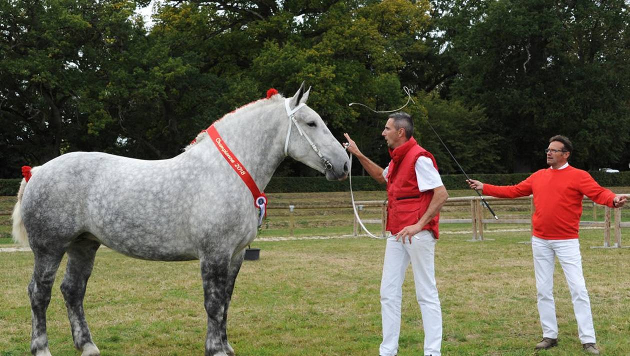 Fleur de la Forêt, championne de France des Percherons