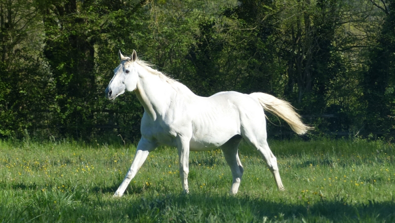 Messaline, à la gloire de Smadoun