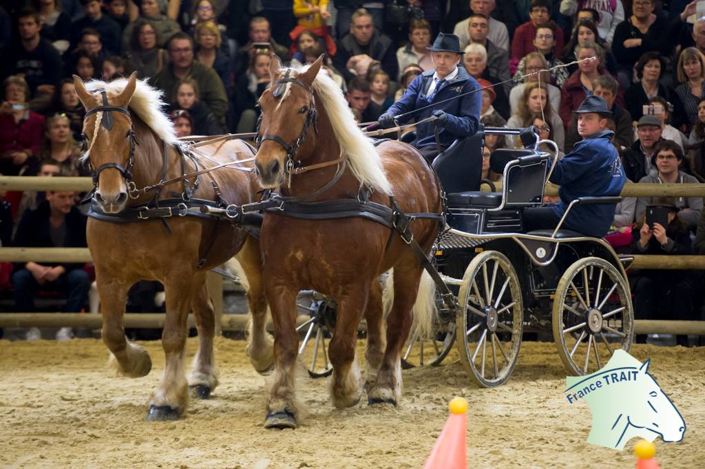 Les résultats des Traits Comtois et Auxois dans le Trophée des Races au SIA 2018