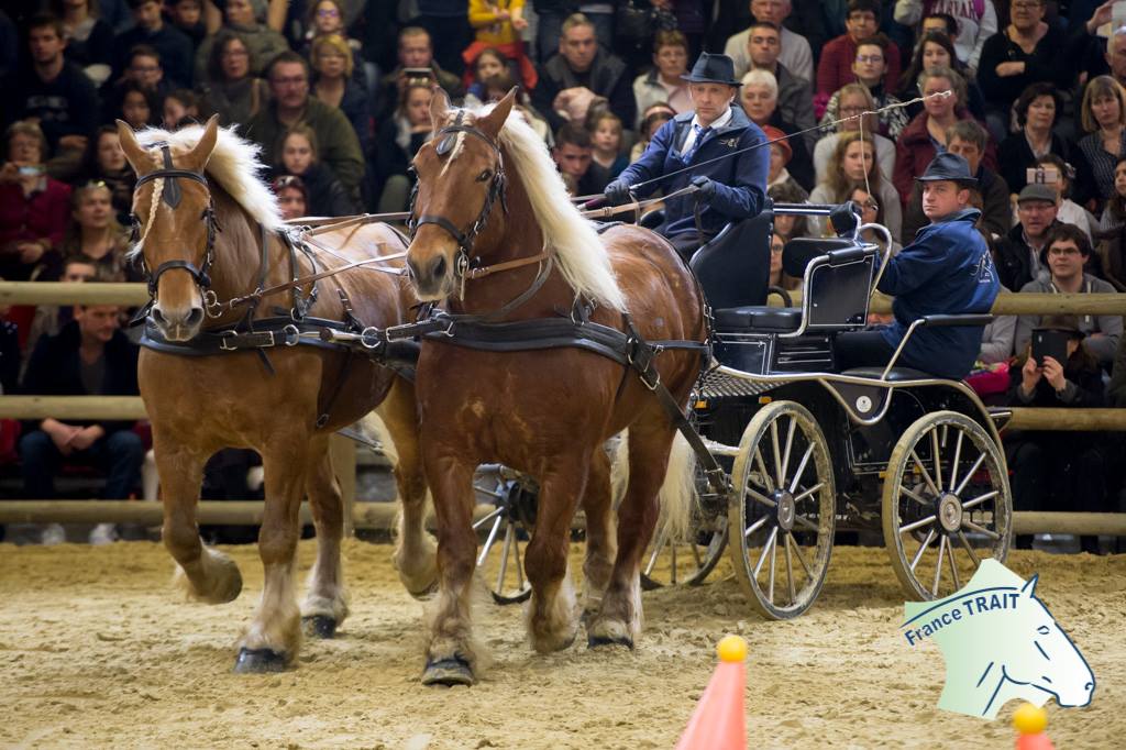 Les résultats des Traits Comtois et Auxois dans le Trophée des Races au SIA 2018