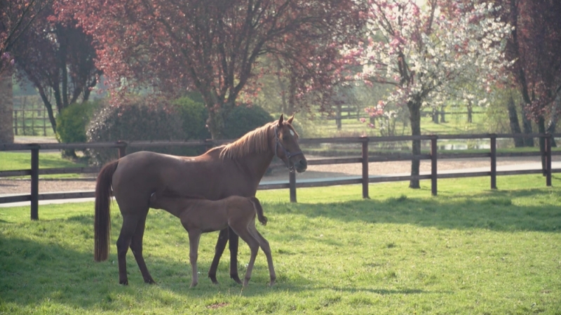 Découvrez le Haras du Grand Courgeon 2019 au Lion d'Angers