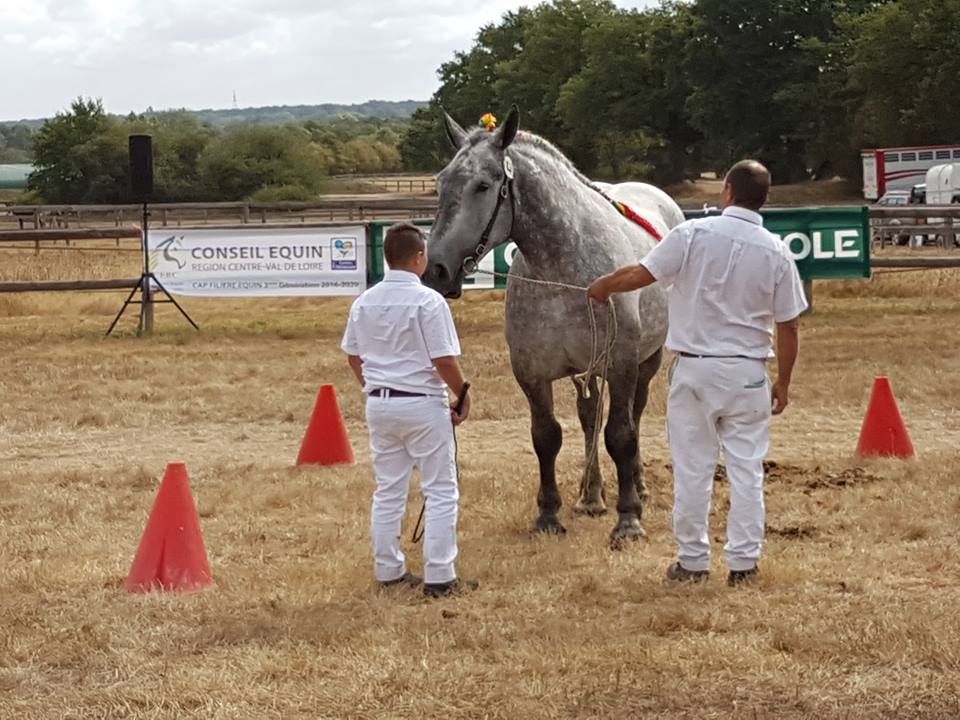 Comice Agricole de Lignières  : concours ânes Grands Noirs du Berry et Percherons à l'honneur