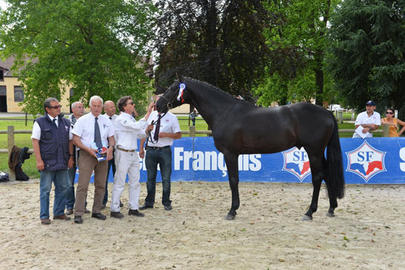 Black Jack Ixe vainqueur du Master des Etalons