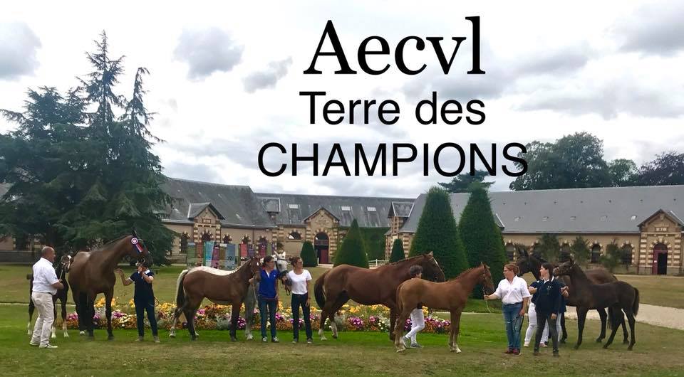 Concours National Foals de Saint Lô : de l'excellence de l'élevage en Centre Val de Loire
