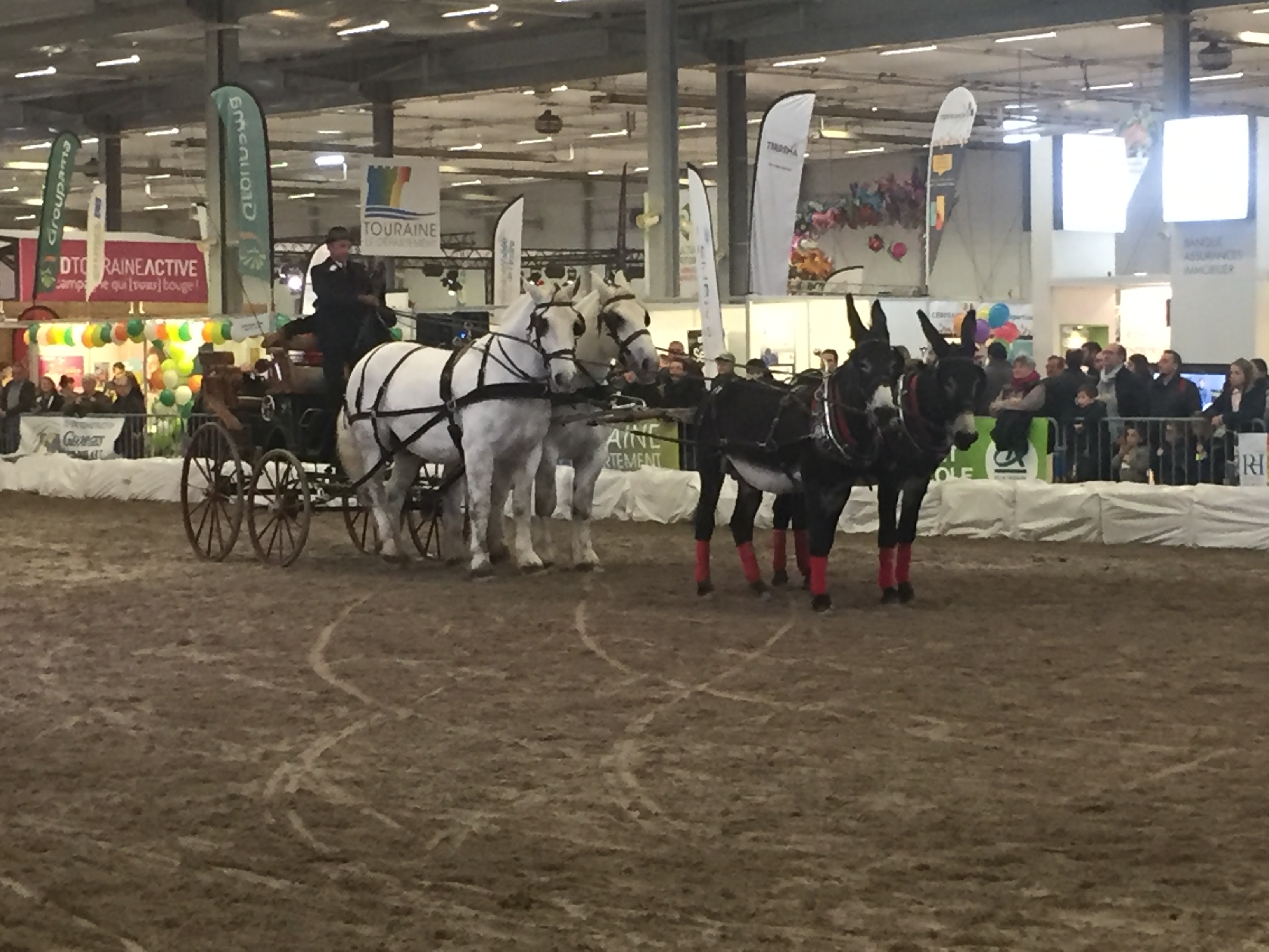 Ferme Expo 2018 : un vrai succès au village équin