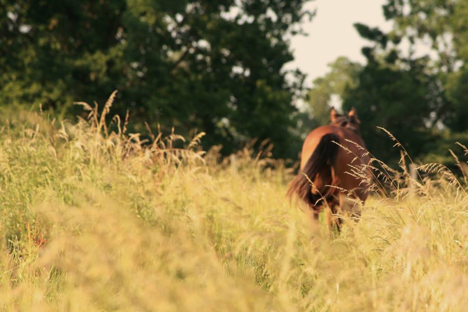 Gestion des prairies et du pâturage